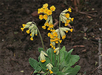 Eche Schlüsselblume
