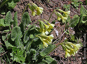 Wald-Schlüsselblume