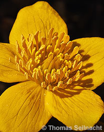 Sumpfdotterblume
