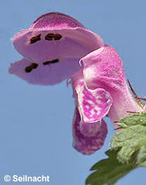 Gefleckte Taubnessel: Blüte