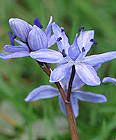 Zweiblättriger Blaustern