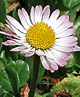 Gänseblümchen