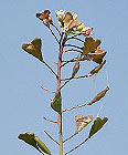 Hirtentäschel