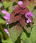 Purpurrote Taubnessel
