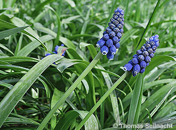 Kleine Traubenhyazinthe