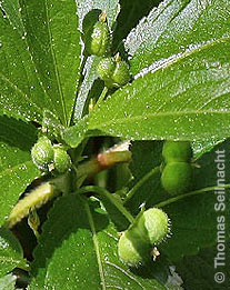 Wald-Bingelkraut: Weibliche Blüte