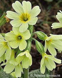 Wald-Schlüsselblume