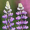 Lupine