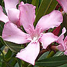 Oleander