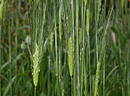Einkorn
