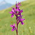 Traunsteiners Fingerwurz