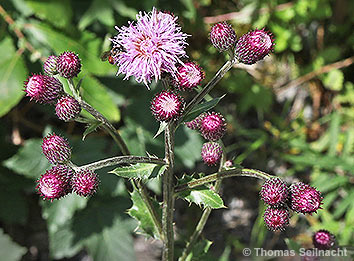 Acker-Kratzdistel