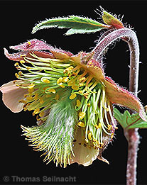 BachNelkenwurz: Blüte