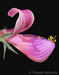 Futter-Esparsette: Blüte