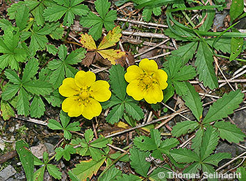 Kriechendes Fingerkraut