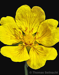 Kriechendes Fingerkraut: Blüte