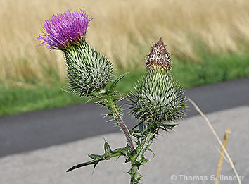 Gewöhnliche Kratzdistel