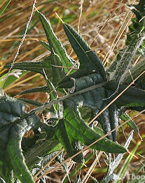 Gewöhnliche Kratzdistel: Blatt