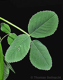 Honigklee: Blatt