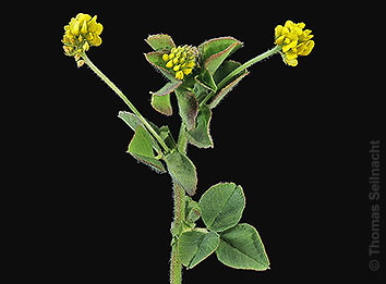 Hopfenklee