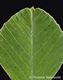 Hopfenklee: Blatt