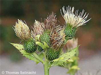 Kohl-Kratzdistel