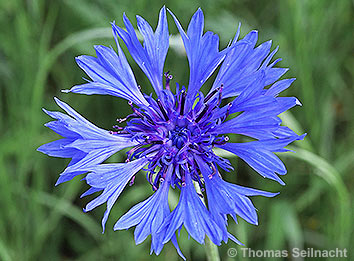 Kornblume: Blüte