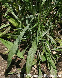 Kornblume: Blätter