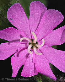 Rote Lichtnelke: Weibliche Blüte