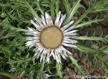Silberdistel