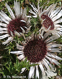 Silberdistel
