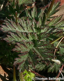Gemeiner Reiherschnabel: Blatt