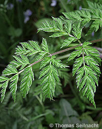 Wiesen-Kerbel: Blatt