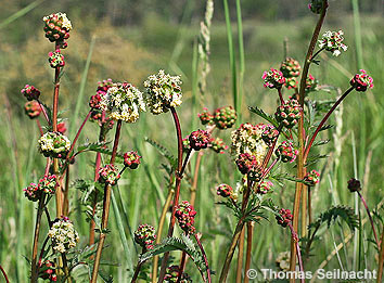 Kleiner Wiesenknopf