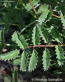 Kleiner Wiesenknopf: Blatt