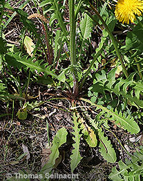 Wiesen-Pippau: Blattrosette