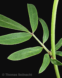 Wundklee: Blatt