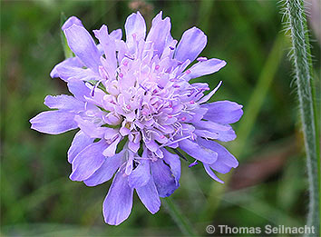 Wiesen-Witwenblume