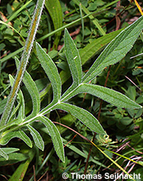 Wiesen-Witwenblume