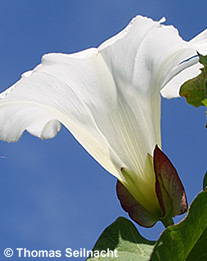 Gewöhnliche Zaunwinde: Blüte von der Seite