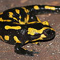 Feuersalamander