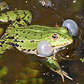 Teichfrosch