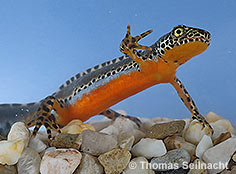 Bild vergr&ouml;&szlig;ern!