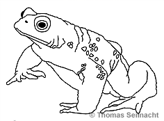 Bild vergr&ouml;&szlig;ern!