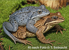 Bild vergr&ouml;&szlig;ern!