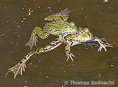 Bild vergr&ouml;&szlig;ern!