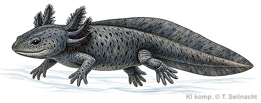 Axololotl