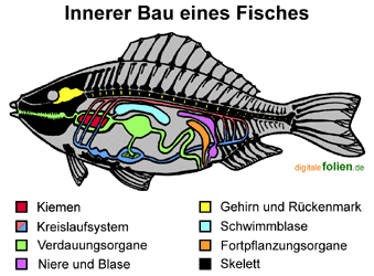 Fische Biologie