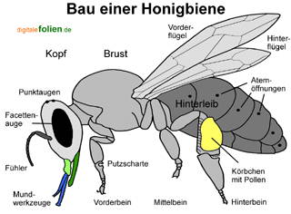 Bild vergrößern!