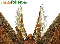 Bild vergrößern!